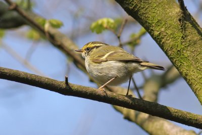 Pallas Boszanger / Pallass Leaf Warbler