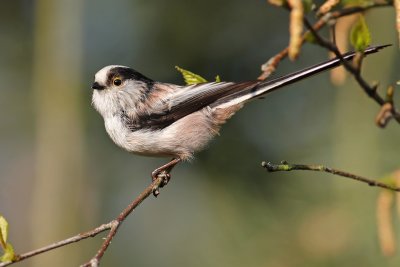 Staartmees (Aegithalos caudatus)