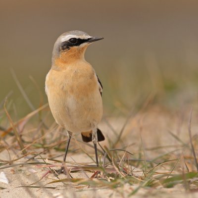 Tapuit / Wheatear