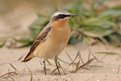 Tapuit / Wheatear