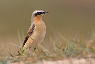 Tapuit / Wheatear