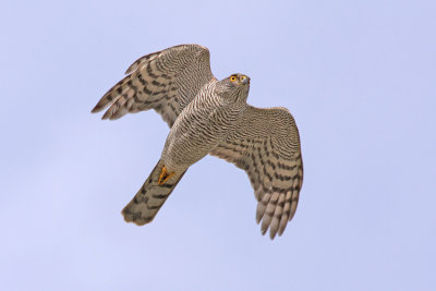 Sperwer / Sparrowhawk