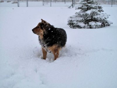 1183 Scruffy the snow dog