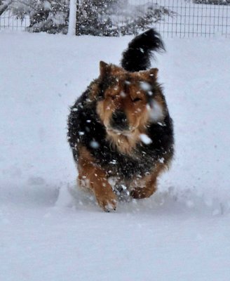 1184 Scruffy the snow dog
