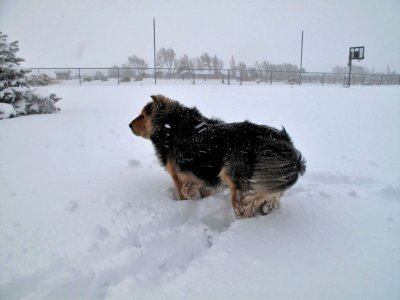 1187  Scruffy the snow dog