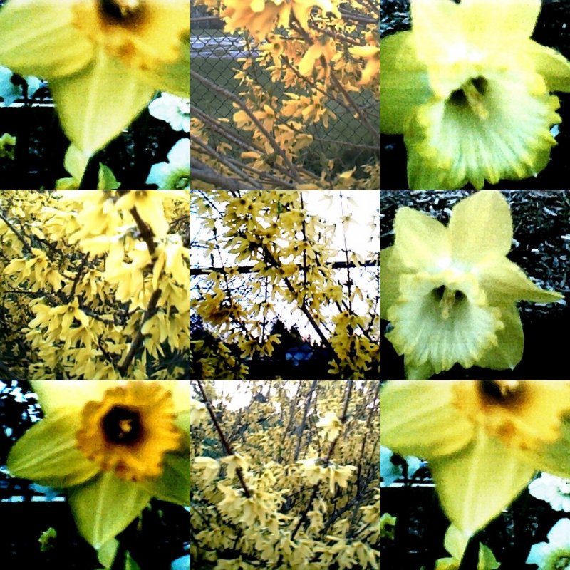 collage113.jpg