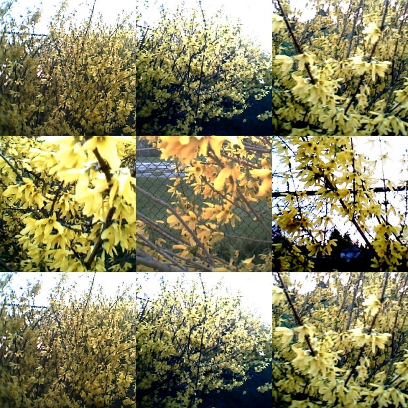 collage105.jpg