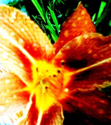 coldsummerflowers2025.jpg