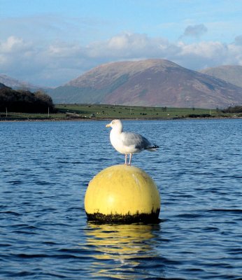 Buoy Gull