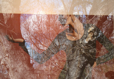 Girl in tree SF.jpg