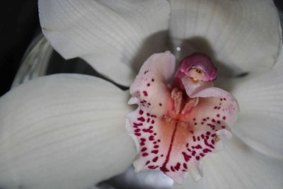 6-5-10 Orchid