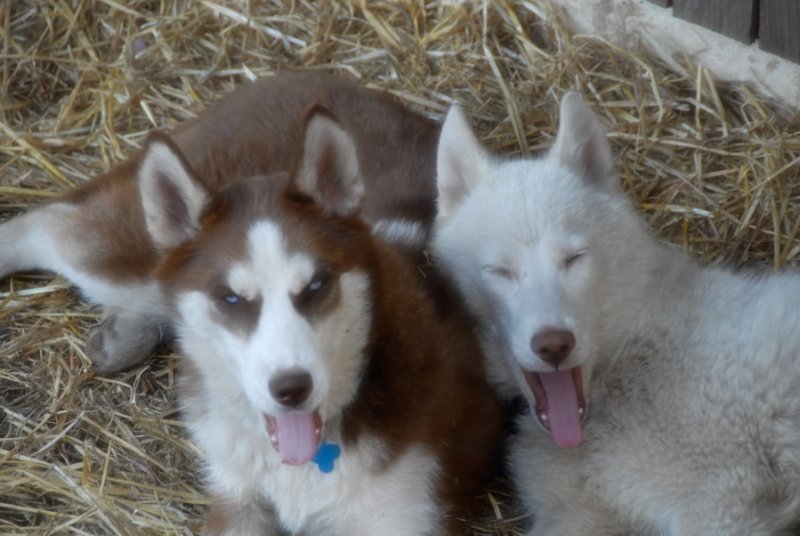 Synchronized Yawning