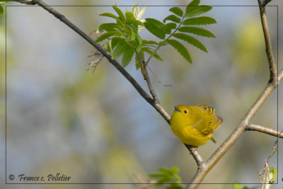 Paruline jaune femelle_DSC5371.jpg