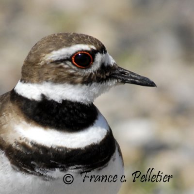 Charadriids : Pluvier Kildir