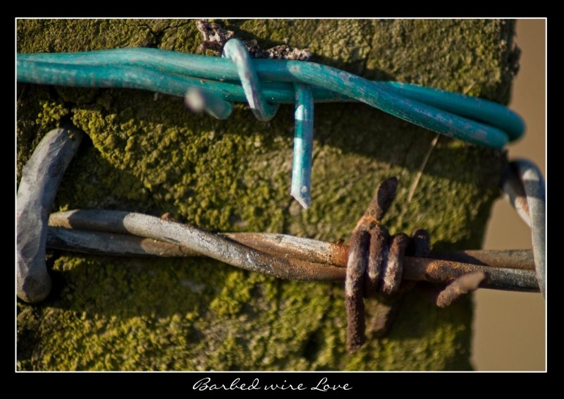 Barbed Wire love