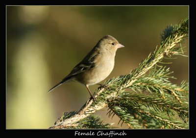 Chaffinch