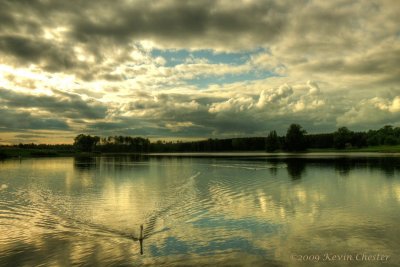 Swan on the lake.