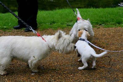 Learning to bark in a new accent.