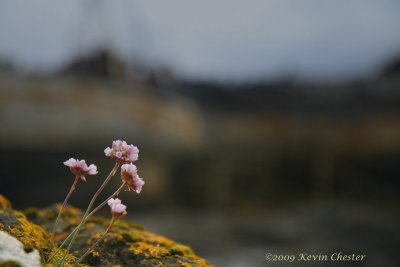 Sea Pinks, with ships in the background