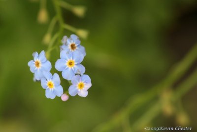 Forget me not. (Soon to be forgotten)