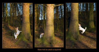 No squirrels where harmed in the making of this Juxta