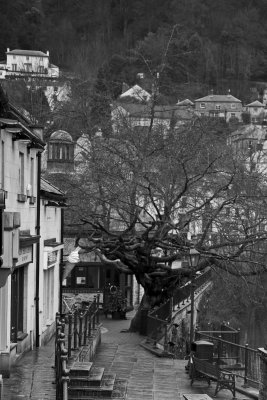 Tree in a concrete jungle