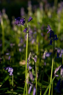 2010 blue Bells in Brusselton Woods