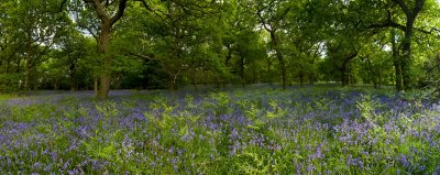 Blue Bells _Panorama2 ( Best viewed at full size)