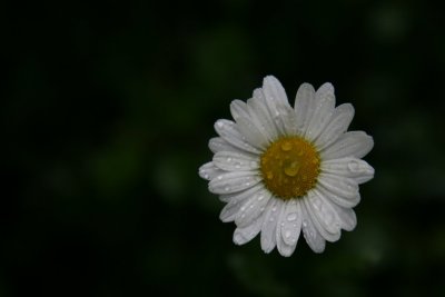 Daisy in the rain
