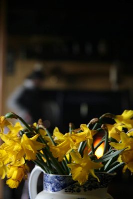 Daffs on Fire