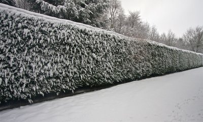 Hedge