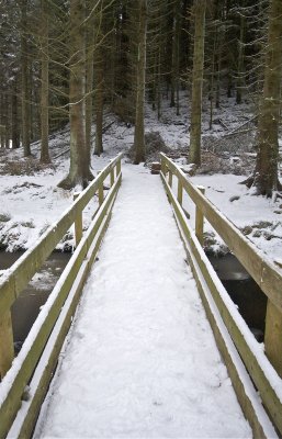 Log bridge crossing creek