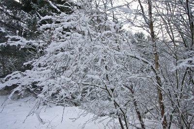Snow stays on tiny branches at -7 C