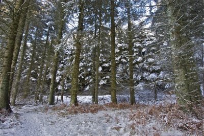 Snowy forest through the trees