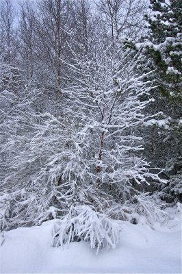 Frozen tree with red bark