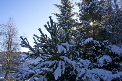 Balls of snow on tree