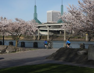 Cheery Blossoms at Waterfront Park