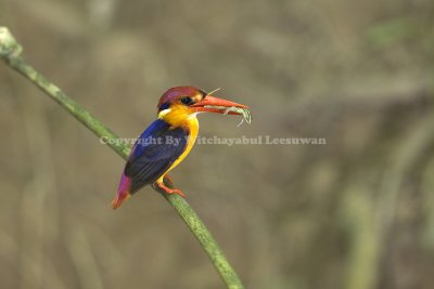 Black back Kingfisher