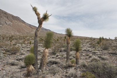 Joshua Tree Grove