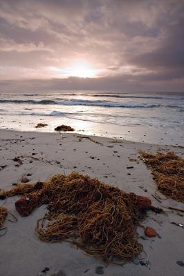 Beached Seaweed