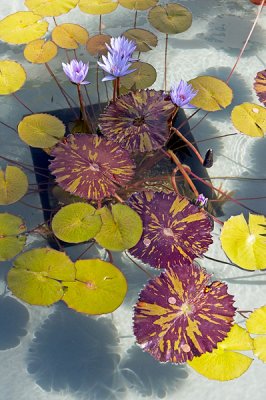 Water Lilies, Herb Garden Pond