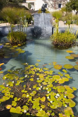 Pond, Herb Garden