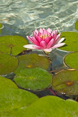 Flower and Lily Pads, East Garden