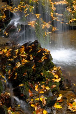 Fallen Leaves, Grotto Falls