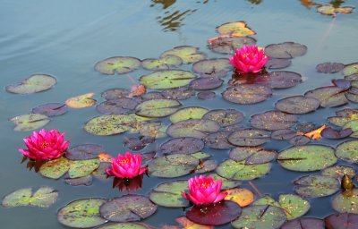 Waterlilies