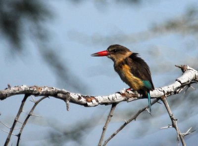 Kingfisher