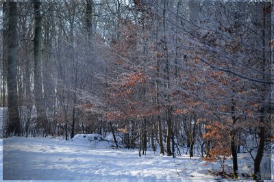 A walk in the winter forest
