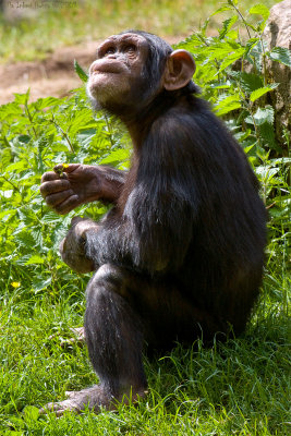 Chimpans sitter och luktar p blommorna ute p deras .