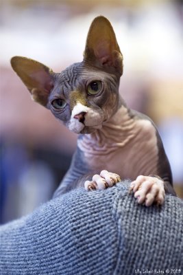 Elliot, sphynx katt