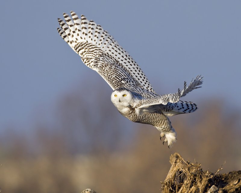 Snowy Owl